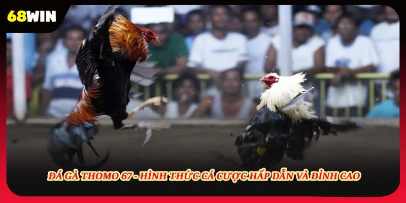 Đá Gà Thomo 67 - Hình Thức Cá Cược Hấp Dẫn Và Đỉnh Cao