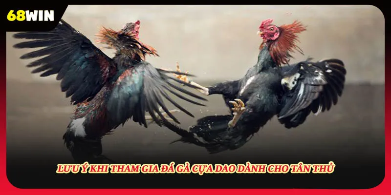 Lưu ý khi tham gia đá gà cựa dao dành cho tân thủ
