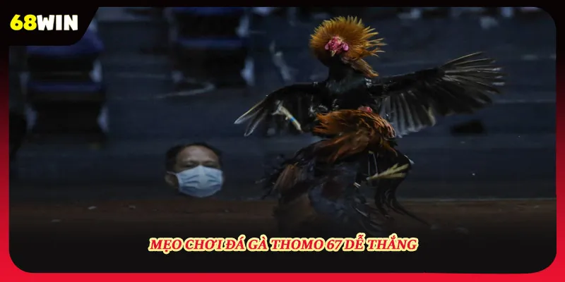 Mẹo chơi đá gà Thomo 67 dễ thắng