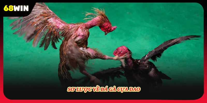 Sơ lược về đá gà cựa dao