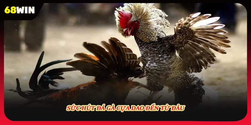 Sức hút đá gà cựa dao đến từ đâu